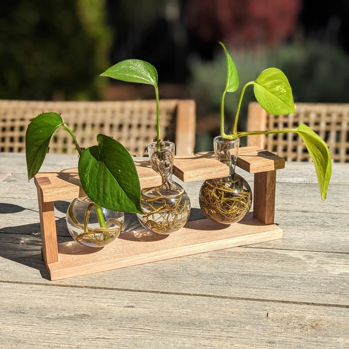 Tasmanian Oak Slim Sided Propagation Station With Glass Bulb Vases