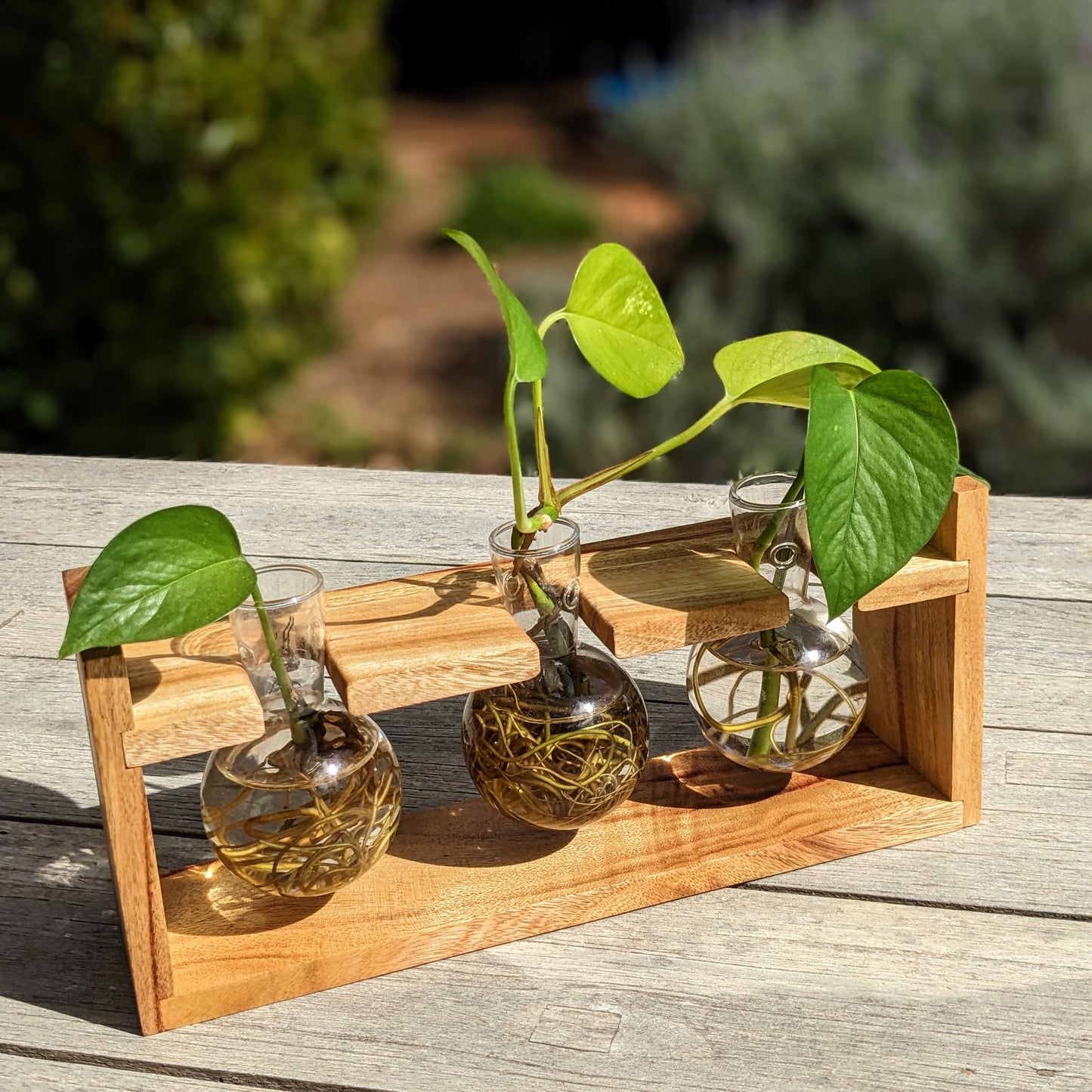 Camphor Laurel Original Plant Propagation Station With Glass Bulb Vases