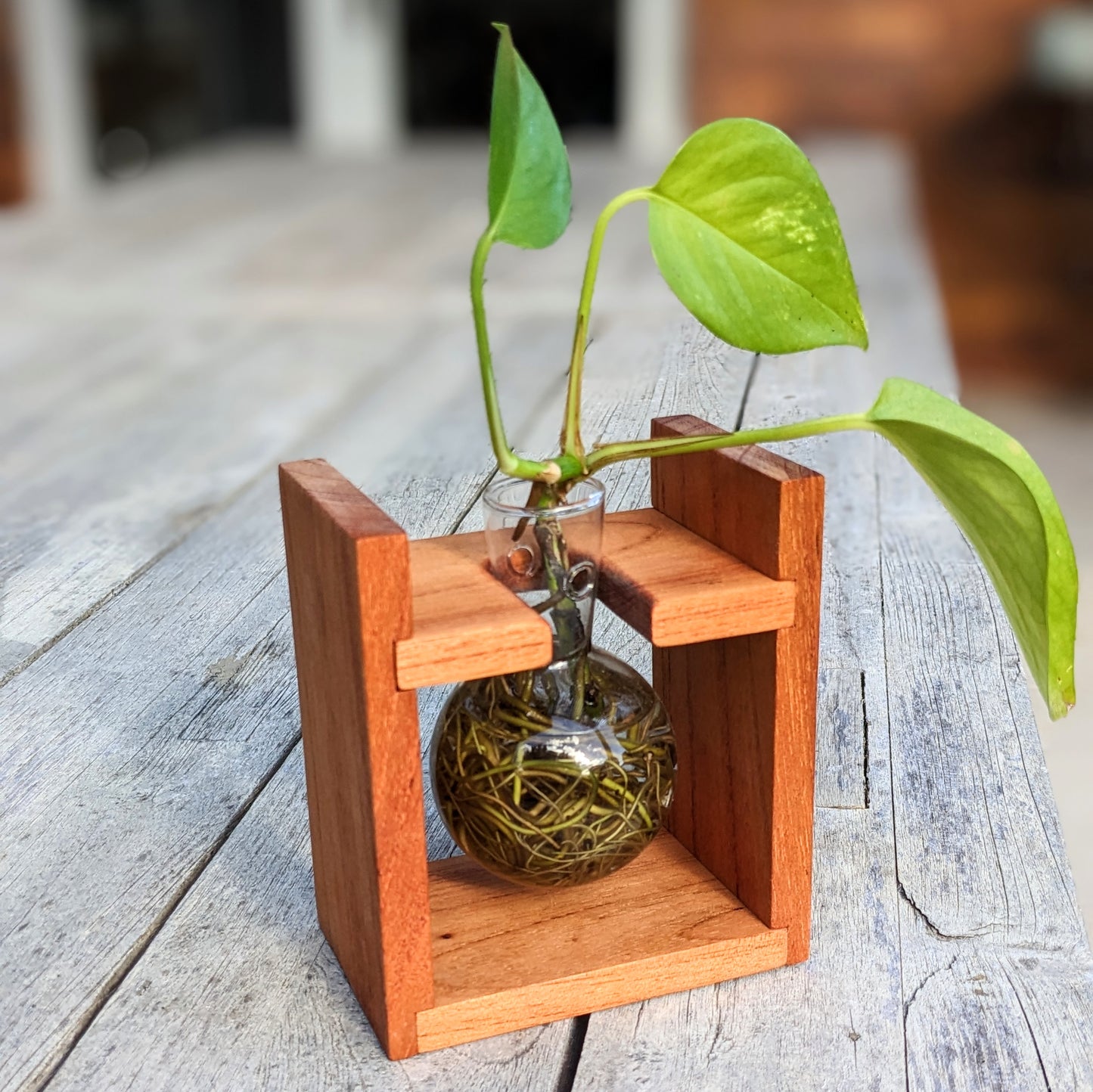 Red Cedar Original Plant Propagation Station With Glass Bulb Vases