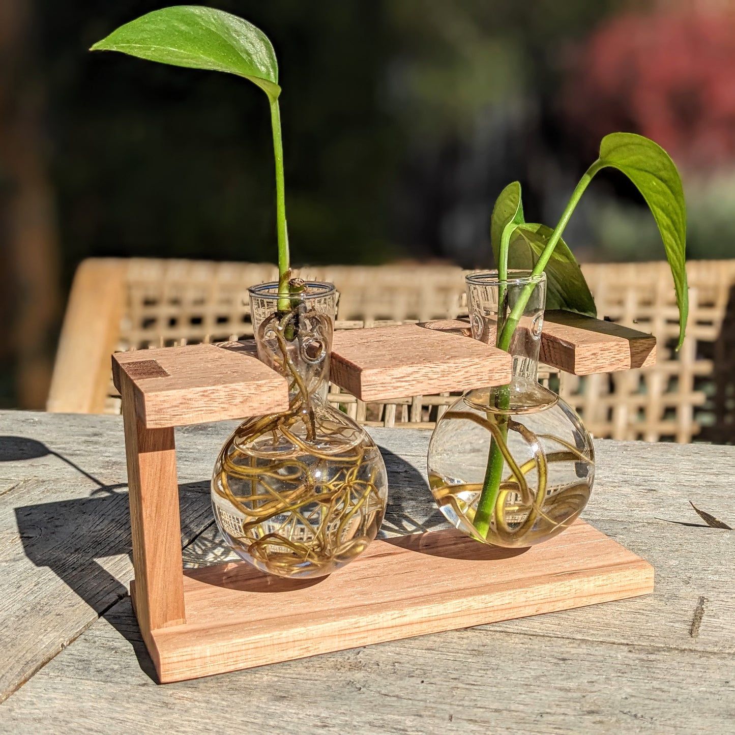 Tasmanian Oak Slim Sided Propagation Station With Glass Bulb Vases