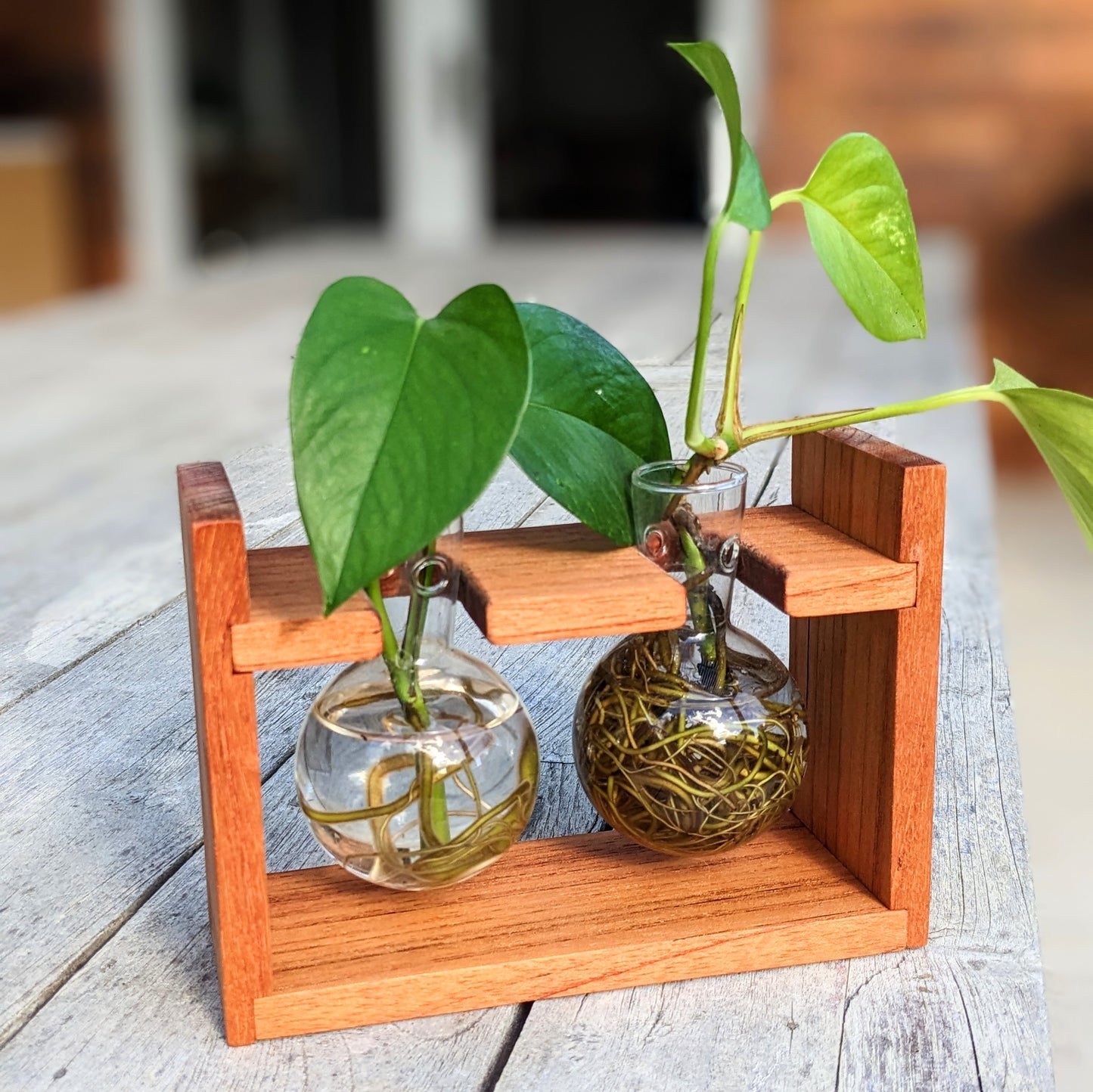 Red Cedar Original Plant Propagation Station With Glass Bulb Vases